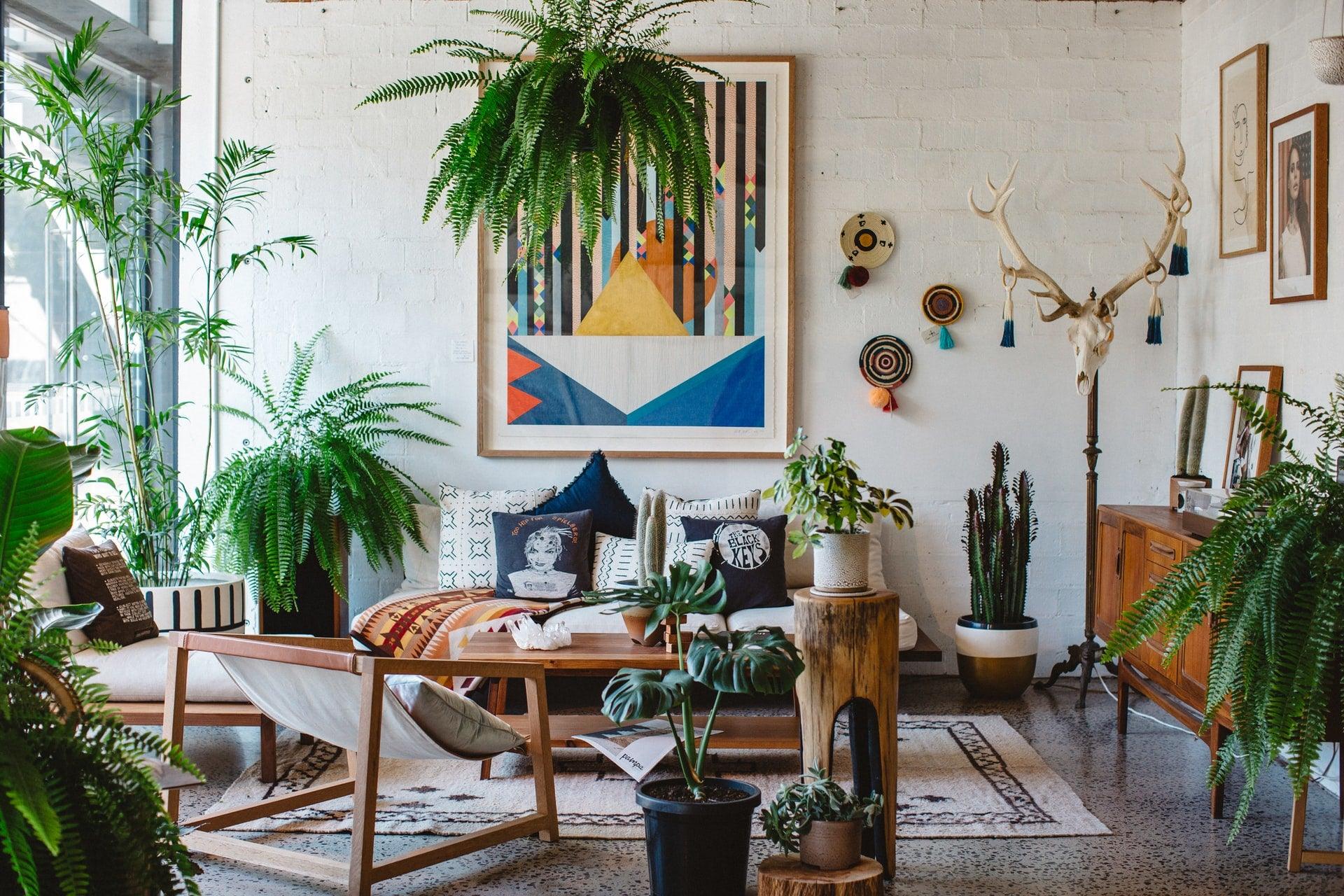 money tree plant good luck Good Fortune Money Tree