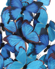 Rue de Bac Large Butterflies