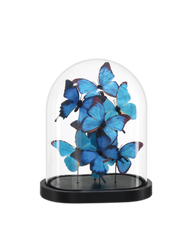 Rue de Bac Medium Butterflies