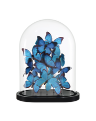Rue de Bac Large Butterflies