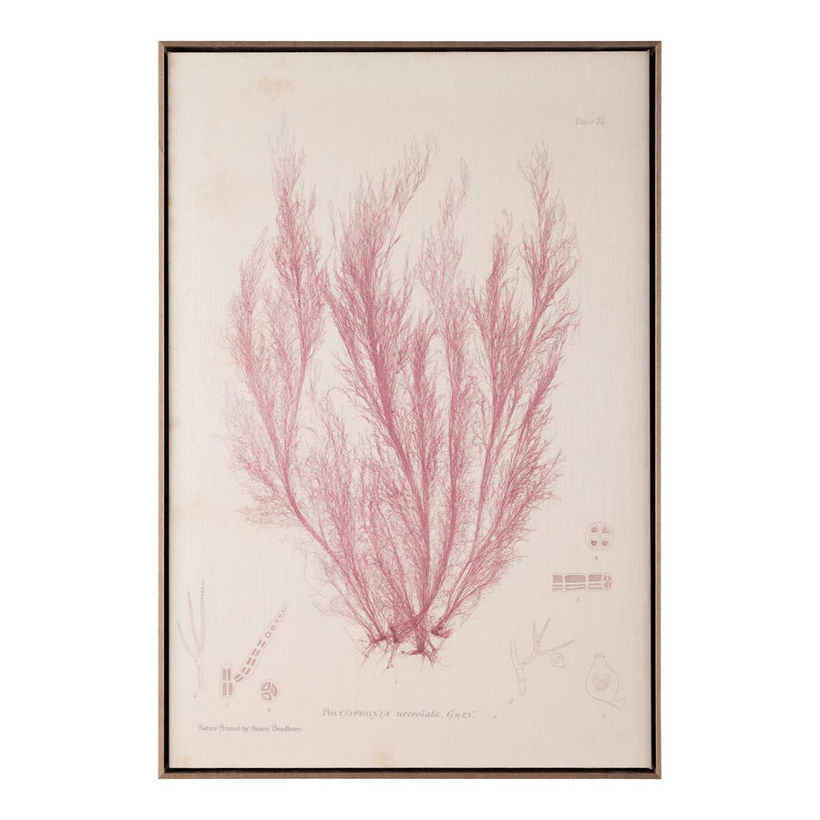 Henry Bradbury's Ocean Gardens: Polysiphonia