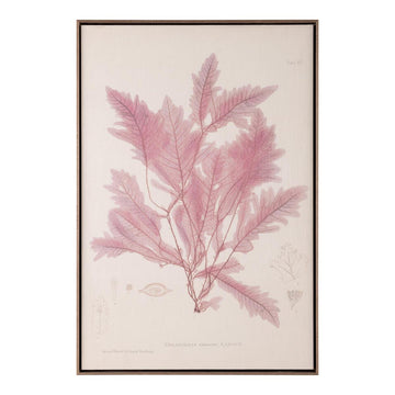 Henry Bradbury's Ocean Gardens: Delesseria