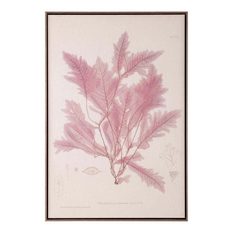 Henry Bradbury's Ocean Gardens: Delesseria