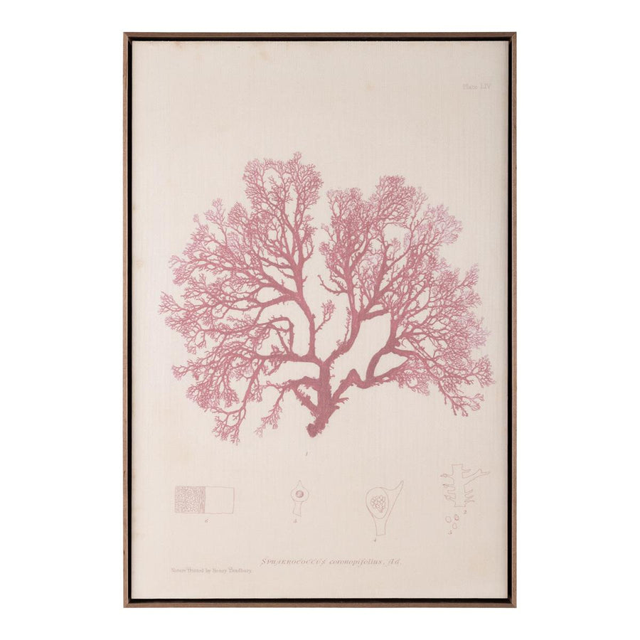 Henry Bradbury's Ocean Gardens: Sphaerococcus