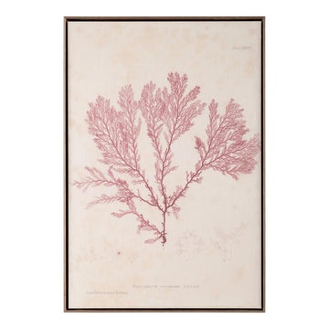 Henry Bradbury's Ocean Gardens: Plocamium