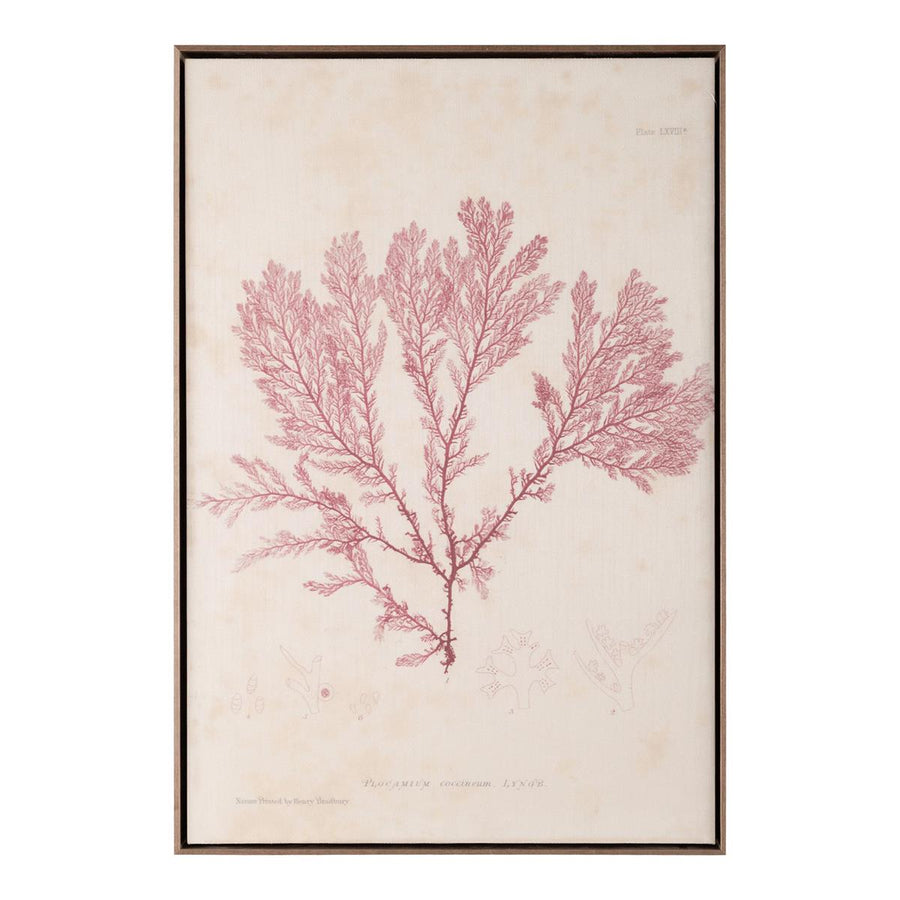 Henry Bradbury's Ocean Gardens: Plocamium