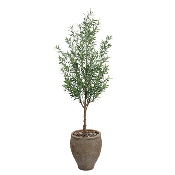 Italian Olive