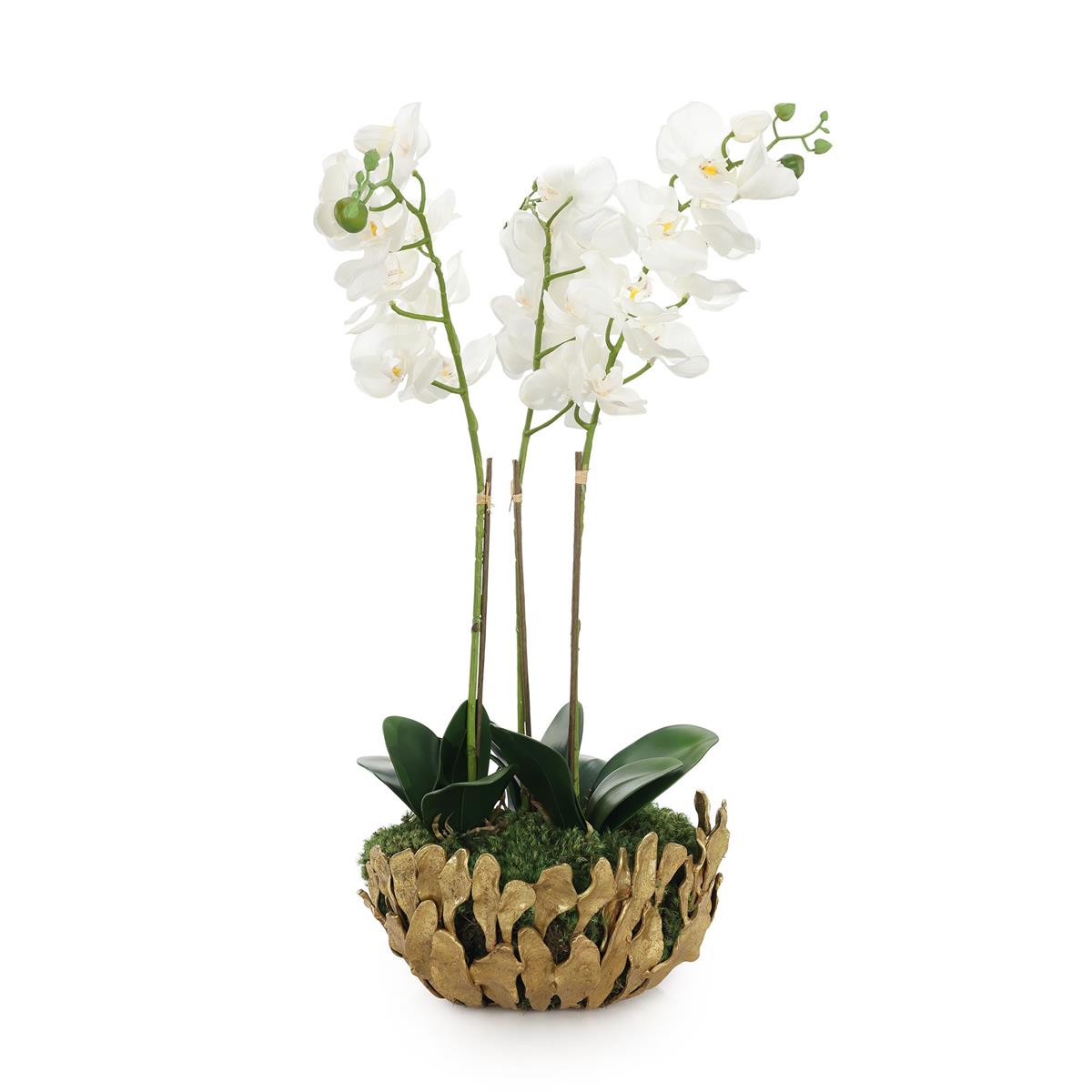 Orchid Elegance