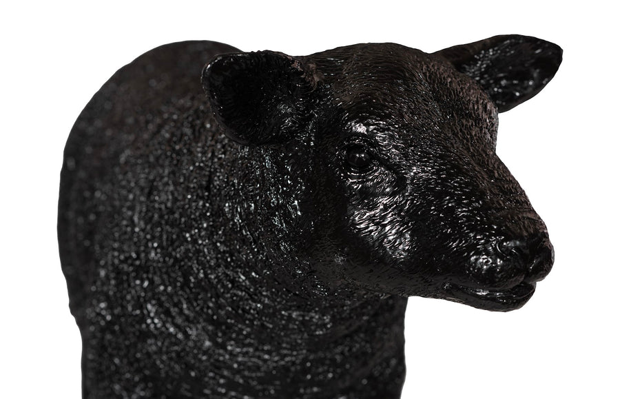 Texelaar Sheep, Lamb, Gel Coat Black