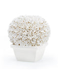 Boston Round Boxwood Topiary, Blanc de Chine