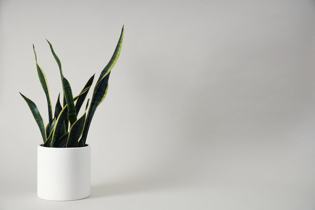 Houseplant in white Pot