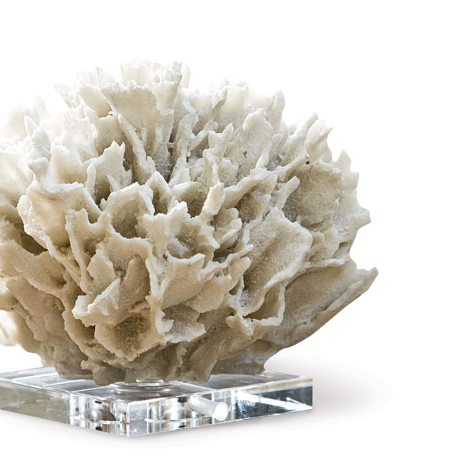 Ribbon Coral (White) - Maison Vogue