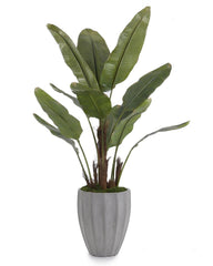 New Banana Tree - Maison Vogue