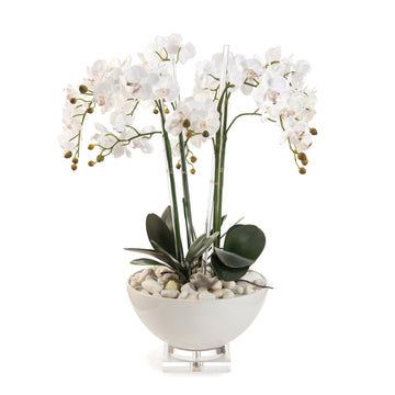 White Orchids - Maison Vogue