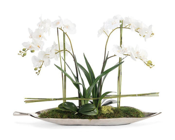 Silver Leaf Orchids - Maison Vogue