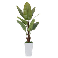 Glacier Banana Tree - Maison Vogue