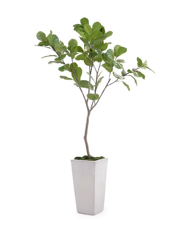 Tarro Fig Tree – Maison Vogue